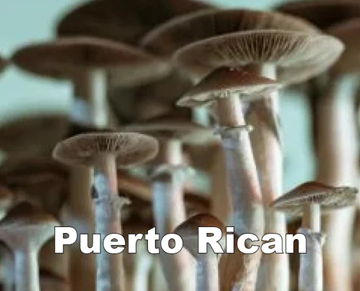 Puerto Rican Spore Syringe (P. Cubensis)