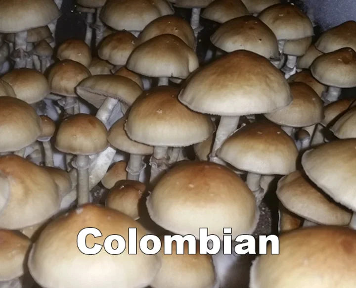 Colombian Spore Syringe (P. Cubensis)