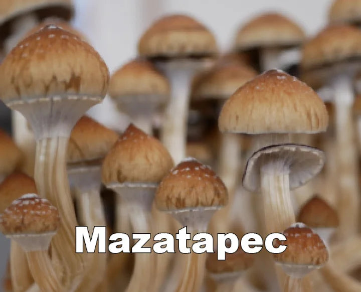 Mazatapec Spore Syringe (P. Cubensis)