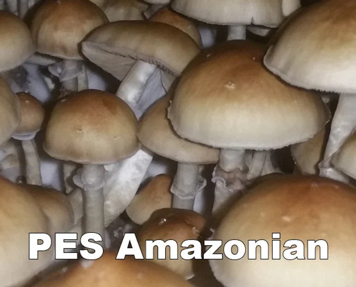 PES Amazonian Spore Syringe (P. Cubensis)