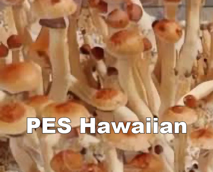 PES Hawaiian Spore Syringe (P. Cubensis)